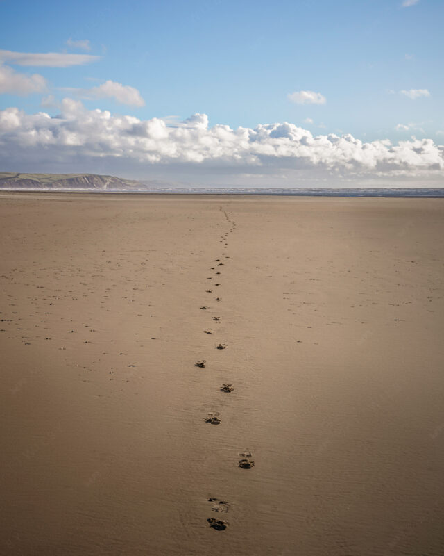 20210313_8993Aberystwyth_Matt_Wilby_Borth_Ynyslas