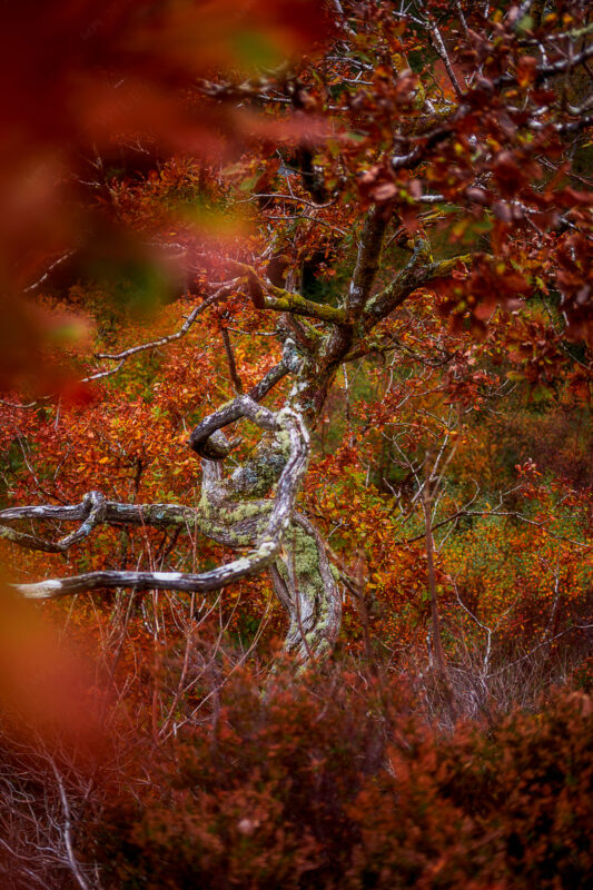 Hafod_Matt_Wilby_Aberystwyth_Wales_20201017_8204