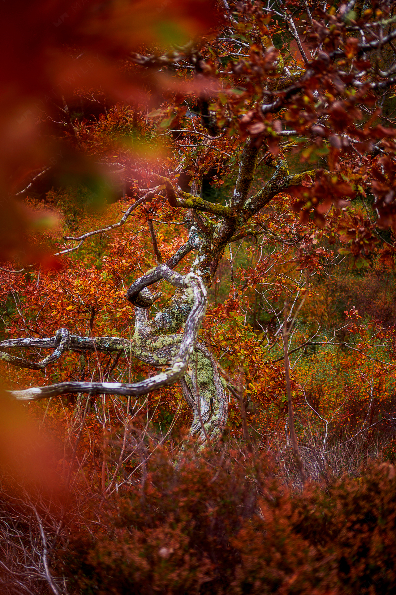 Hafod_Matt_Wilby_Aberystwyth_Wales_20201017_8204