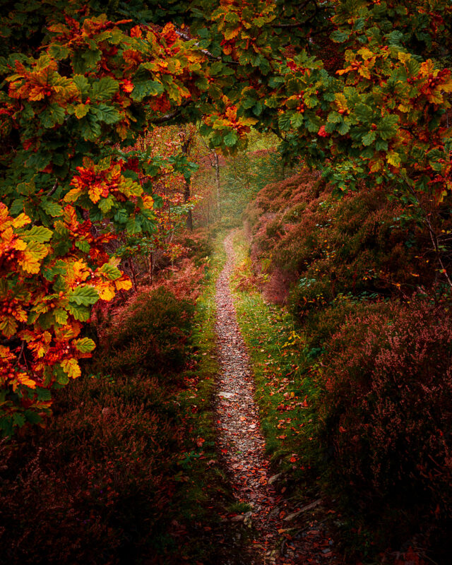 Hafod_Matt_Wilby_Aberystwyth_Wales_20201017_8205