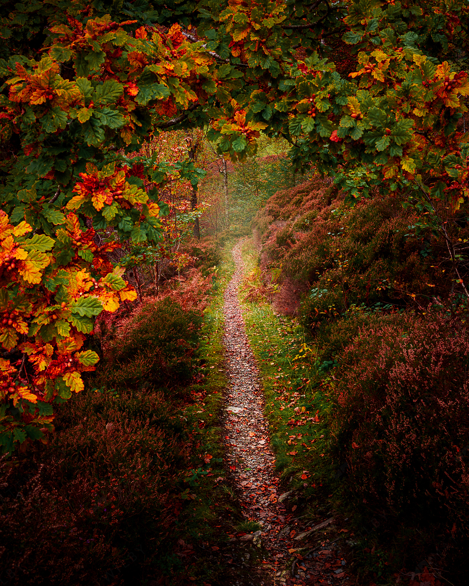 Hafod_Matt_Wilby_Aberystwyth_Wales_20201017_8205
