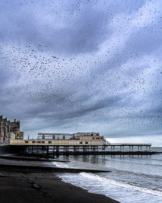 Matt_Wilby_Aberystwyth_Wales_starlingscollage1